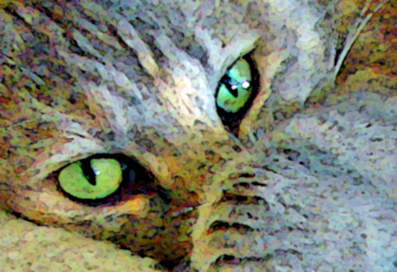 Cat Eyes