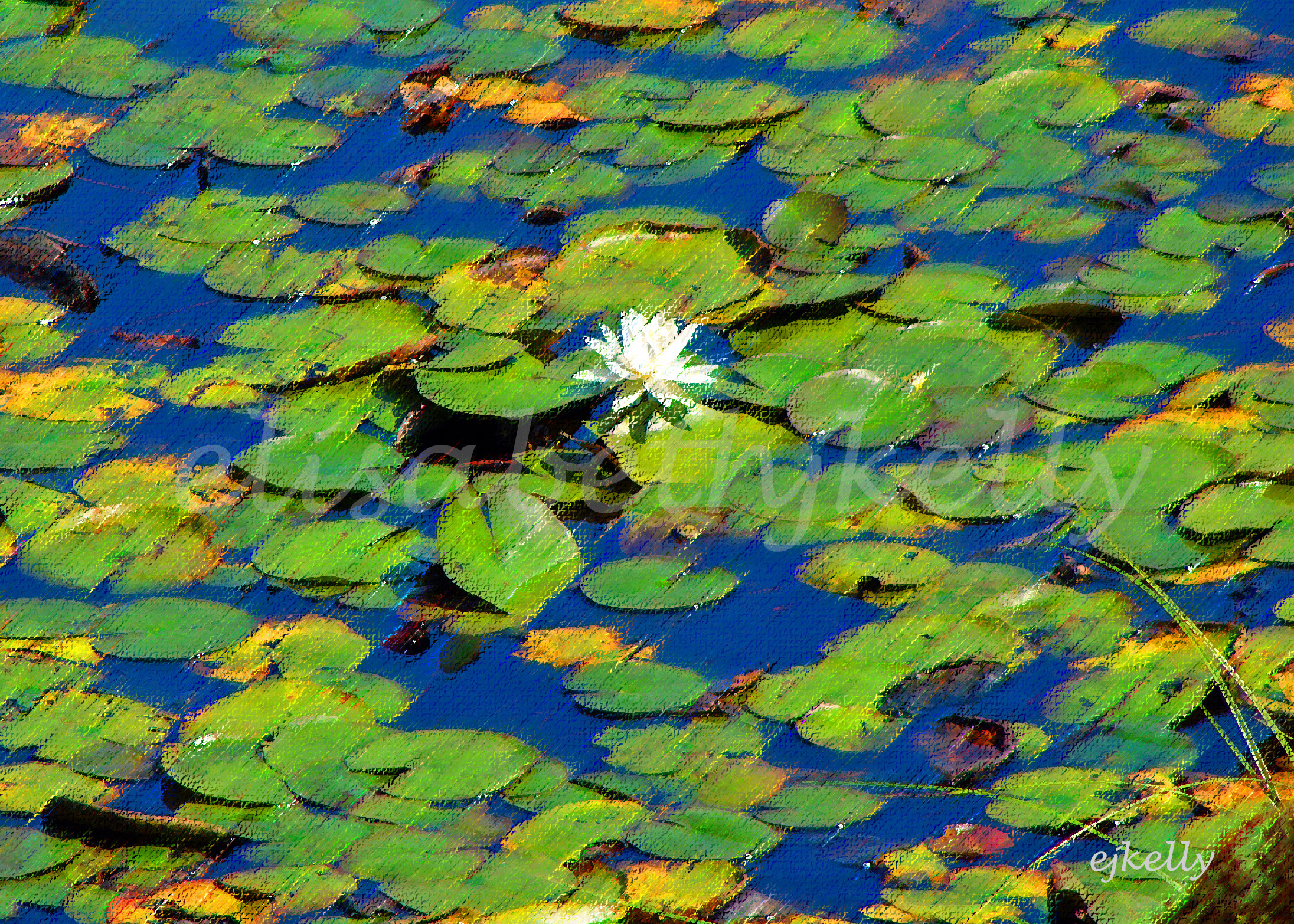 Lily Pads