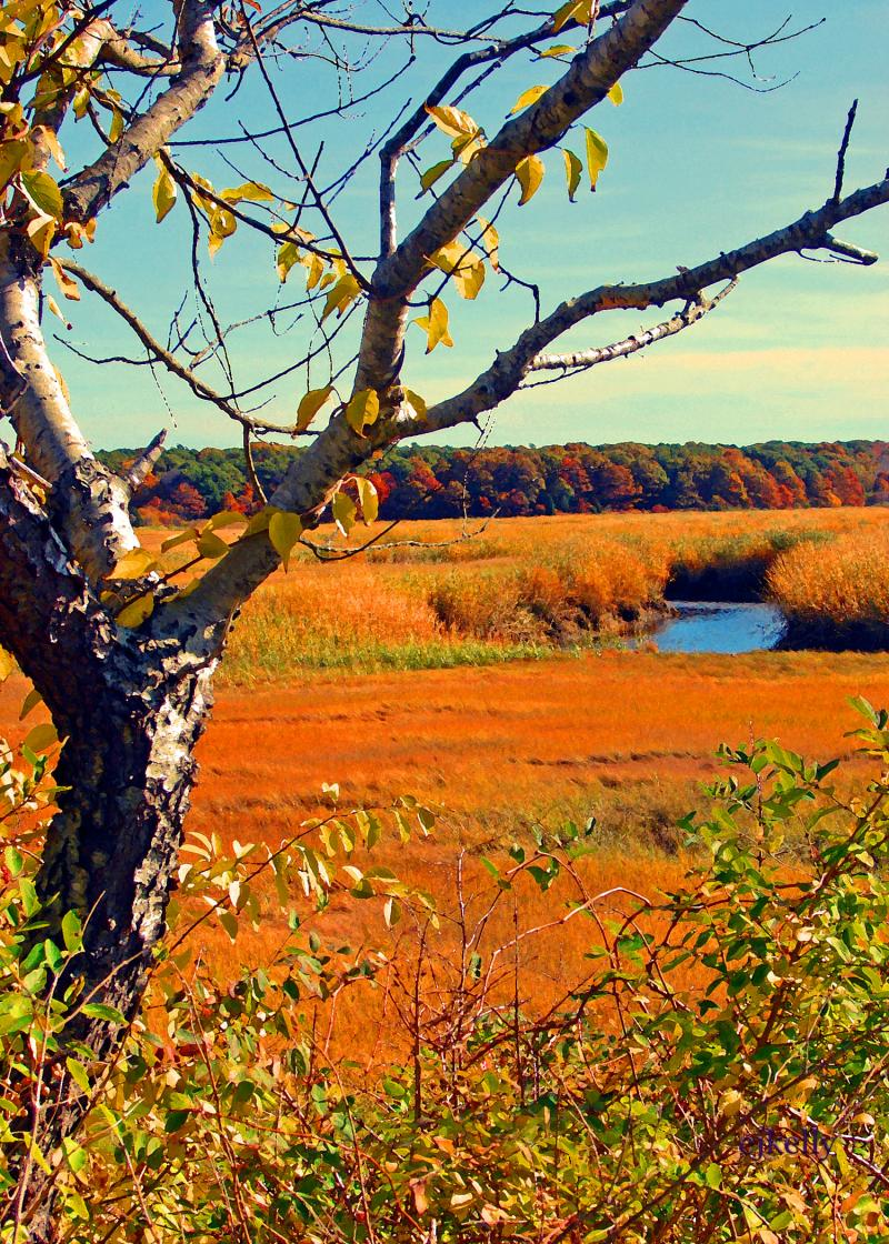 Salt Marsh