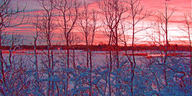 Winter Trees